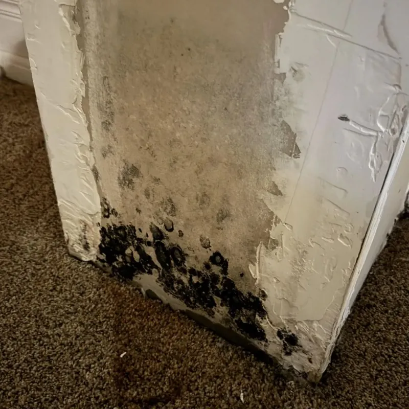 Professional Mold Removal in Hebron, MD